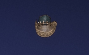 Gator Hat - Hats
