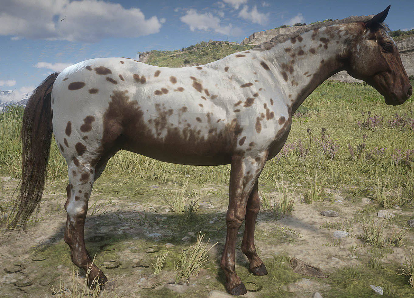 A_C_Horse_Appaloosa_BrownLeopard - RDR2 Ped Model Database - RDR2Mods.com